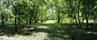 /album/fotogaleria-fotogaleria/stromy-v-parku0-jpg/